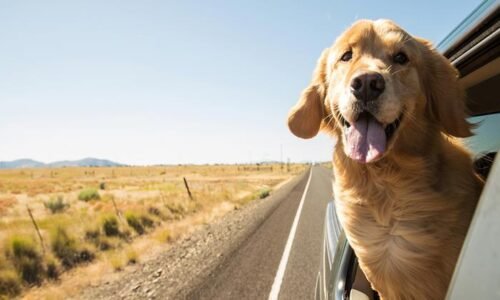 Safe Road Trips With Dogs