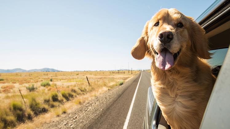 Safe Road Trips With Dogs