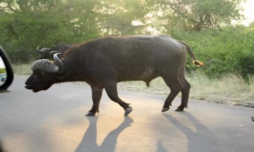 travel ban Buffalo