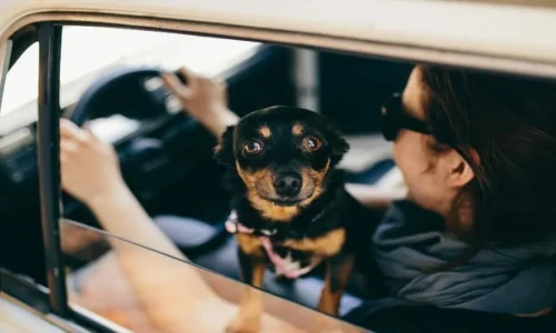 how to travel with puppy in car