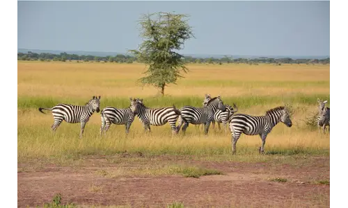 Mana Pools National Park Reserve