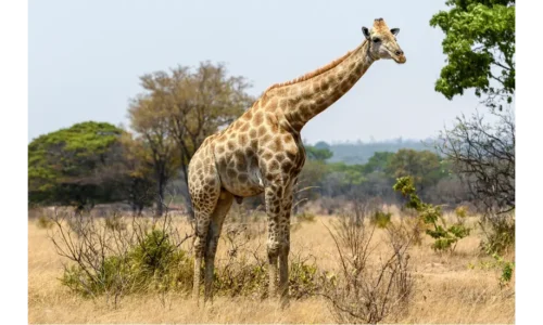 Top 7 Safari Destinations in Zimbabwe