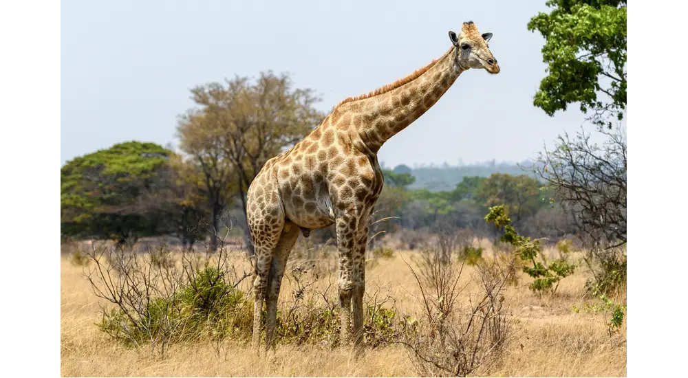 Top 7 Safari Destinations in Zimbabwe