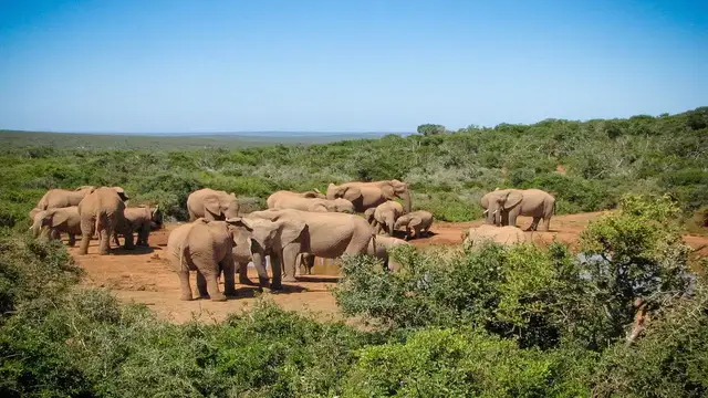 South Africa: Safari & Coast