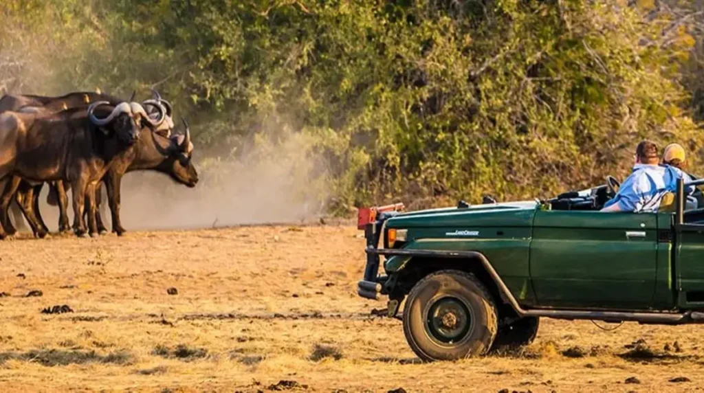 luxury african safari tours