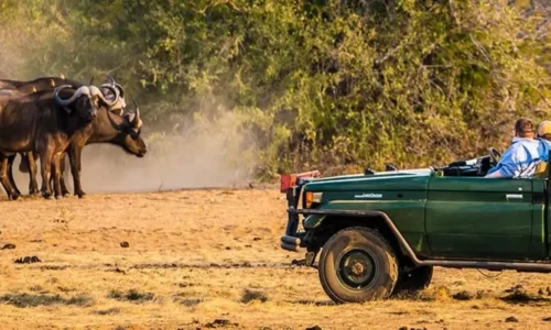 luxury african safari tours