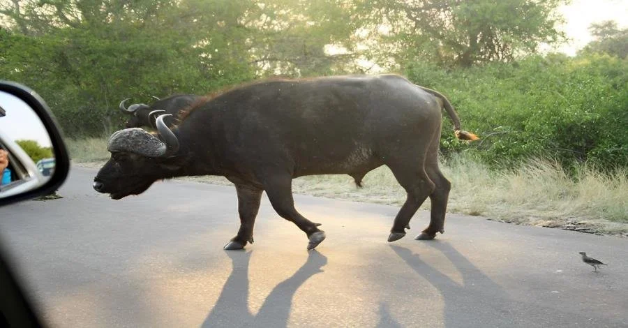 travel ban Buffalo