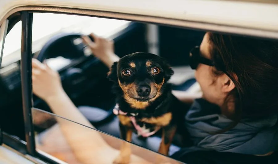 how to travel with puppy in car